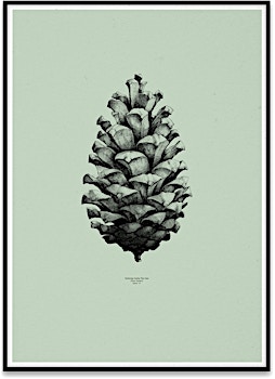 Paper Collective - 1:1 Pine Cone Poster - 1