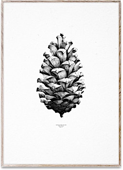 Paper Collective - 1:1 Pine Cone Kunstdruck - 1
