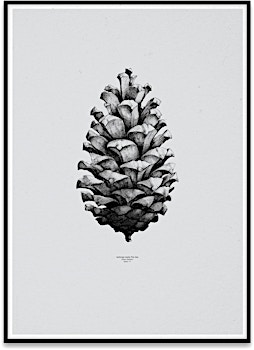 Paper Collective - 1:1 Pine Cone Poster - 1