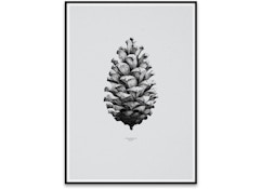 1:1 Pine Cone Poster