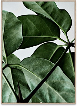 Paper Collective - Green Home - 1 Paper Collective - Green Home - 1