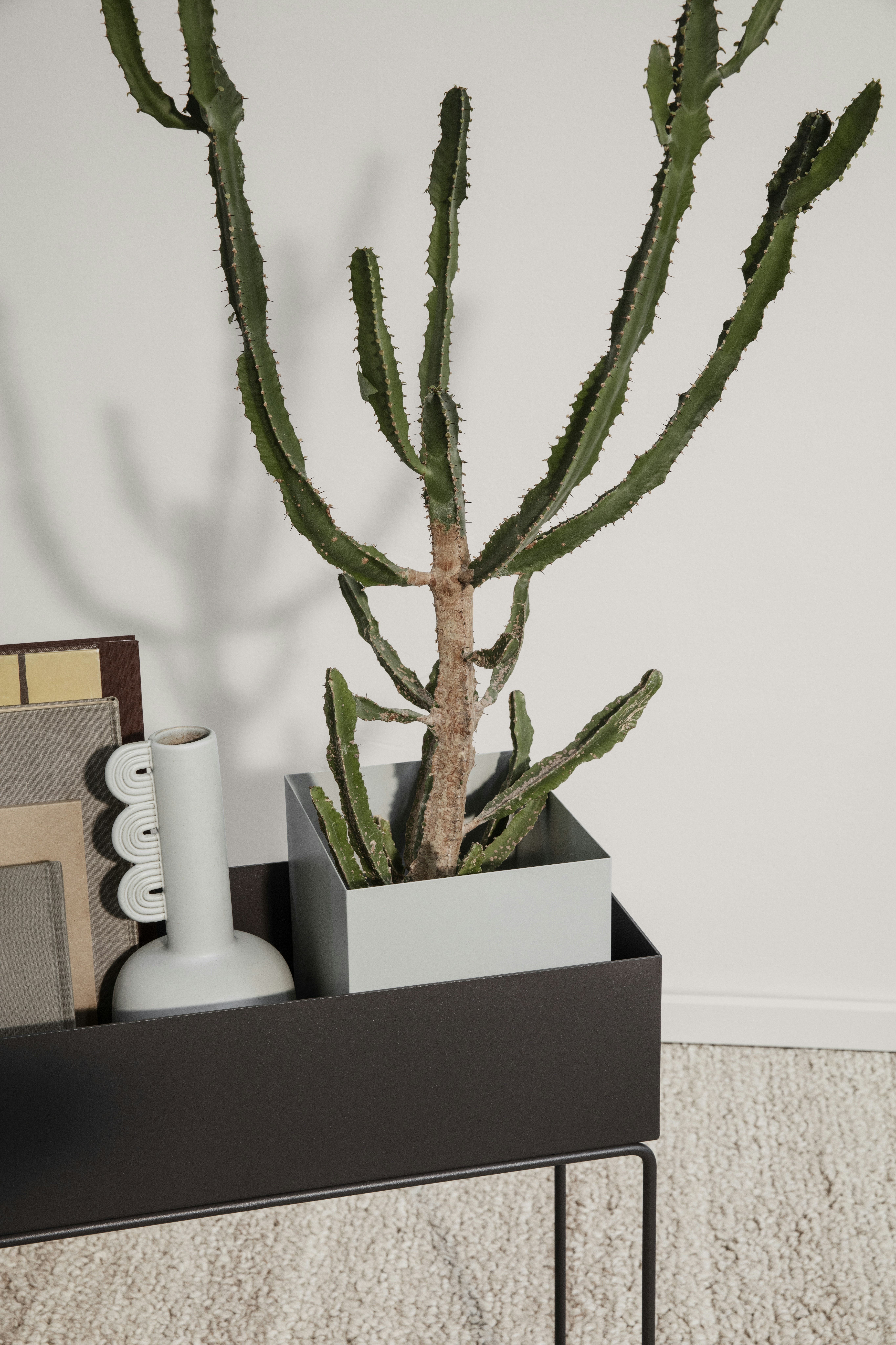 rue ruda plant Rue – Truelove Seeds main image 1