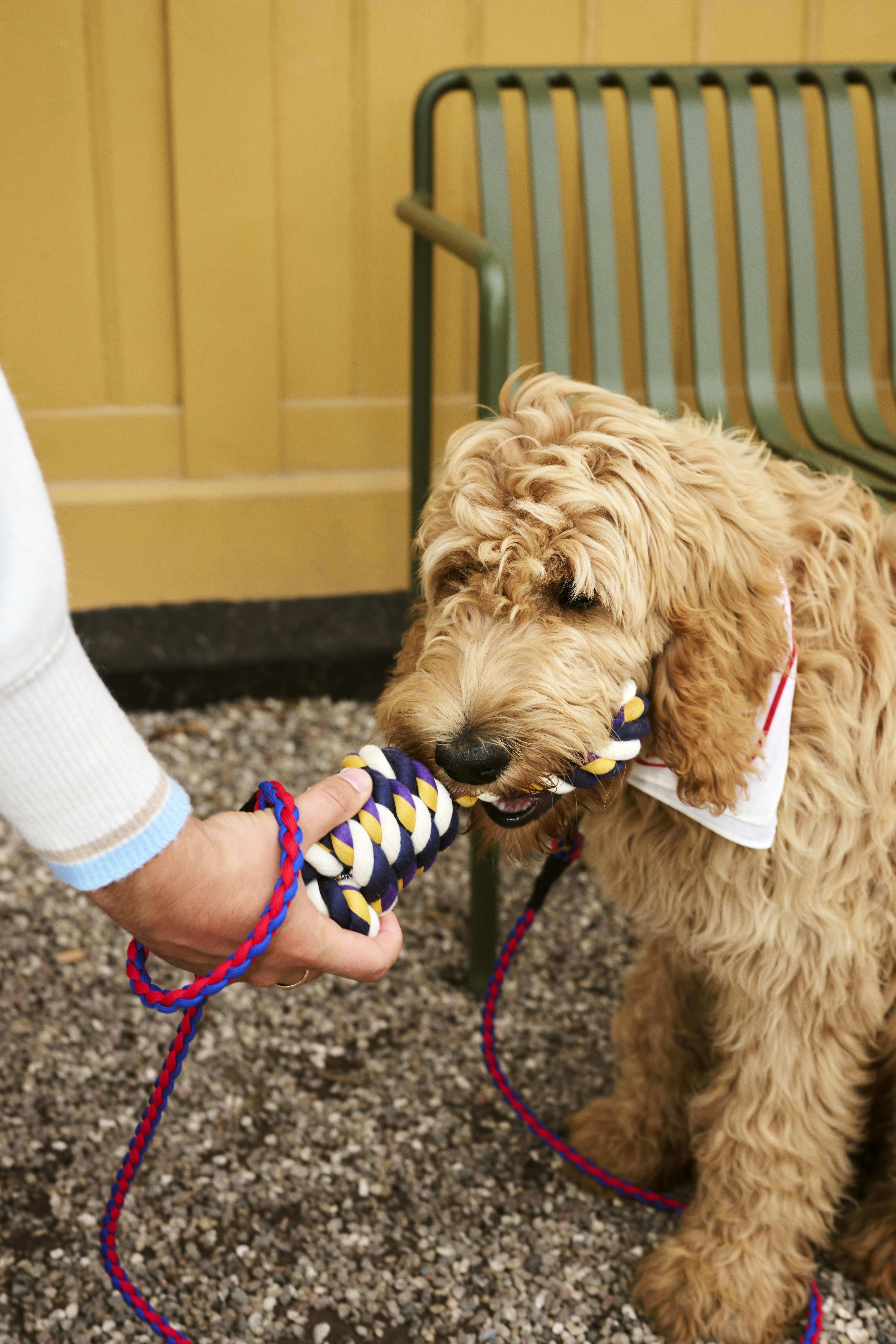 HAY Dogs Spielzeug kaufen | SCHNER WOHNEN-Shop
