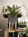 Design House Stockholm - Botanic Pedestal Pot bloempot - antraciet - 3 - Preview