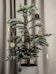 ferm LIVING - Kerstversiering - Leaf Brass Ornament - 3 - Preview