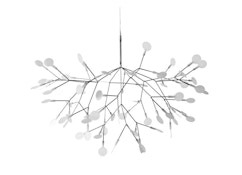 Heracleum leuchte Heracleum leuchte